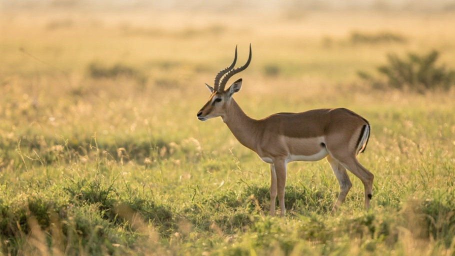 Antelope (Impala) in natural habitat