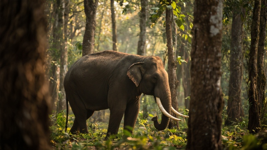 Asian Elephant in natural habitat