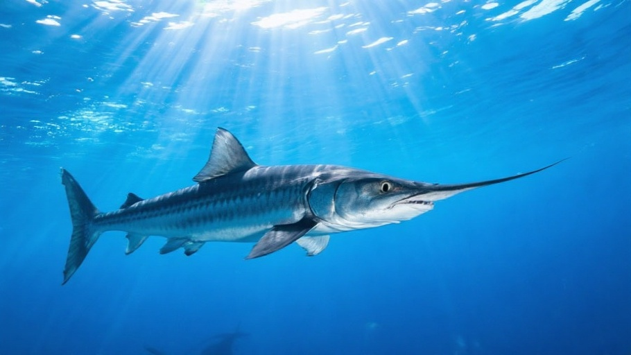 Barracuda (Great) in natural habitat