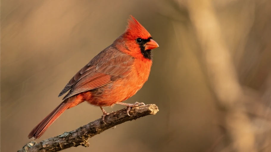 Cardinal (Northern) in natural habitat