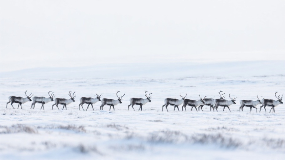 Caribou in natural habitat