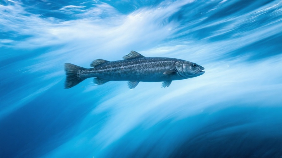 Cod (Atlantic) in natural habitat