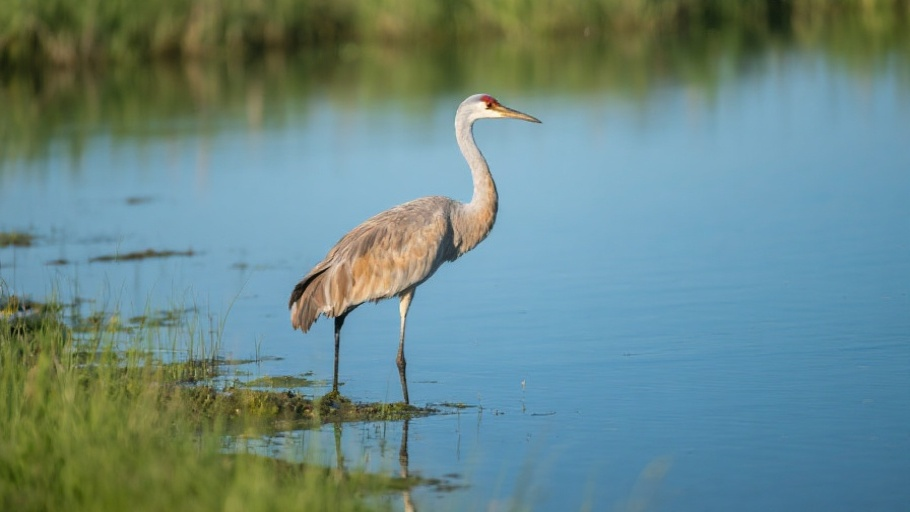 Crane (Sandhill) in natural habitat