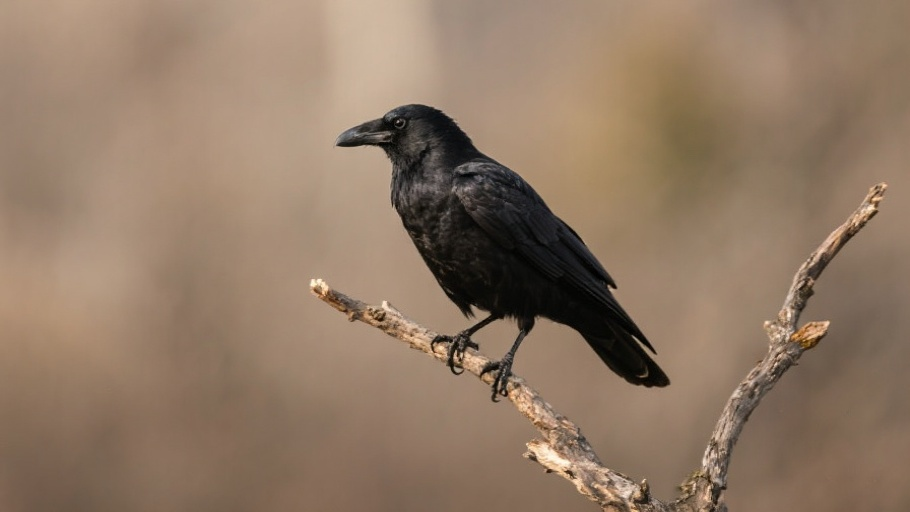 Crow (American) in natural habitat