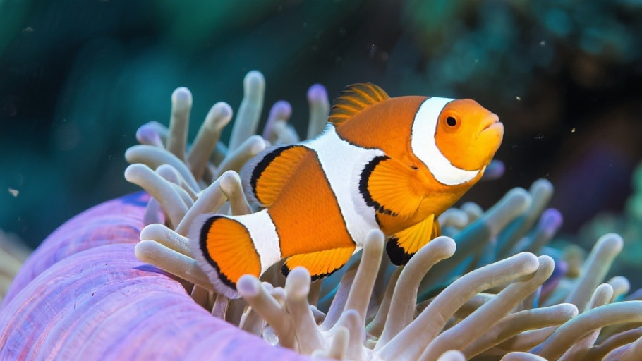 Fish (Clownfish) in natural habitat