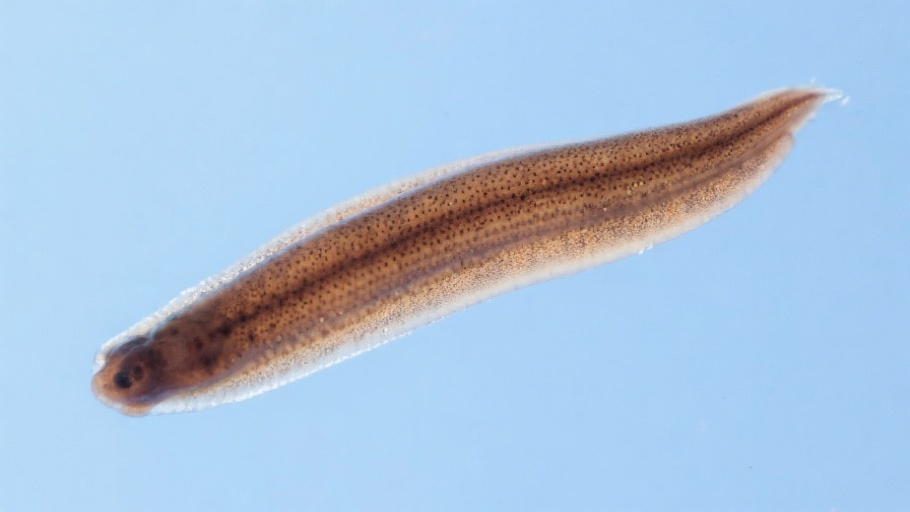 Flatworm (Planarian) in natural habitat