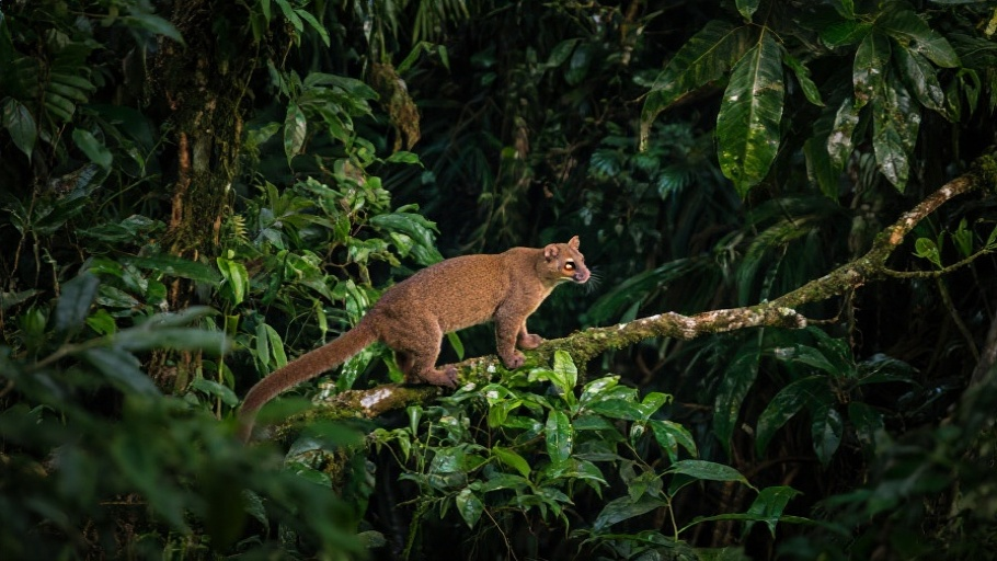 Fossa in natural habitat