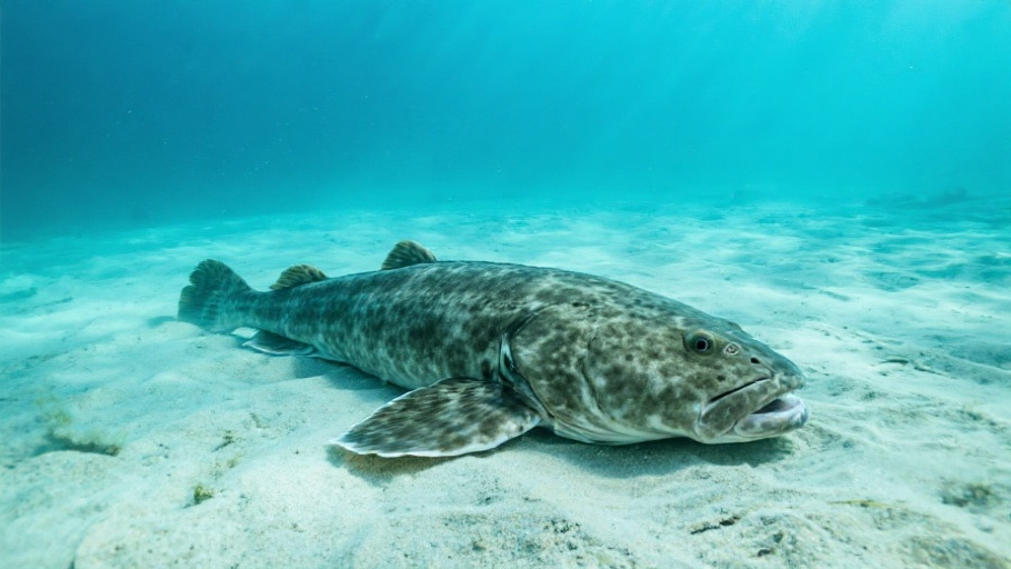 Halibut (Pacific) in natural habitat