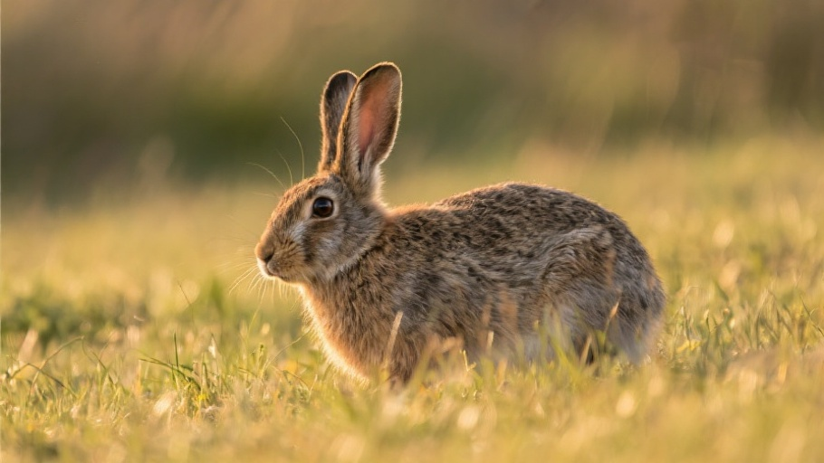 Hare (European) in natural habitat