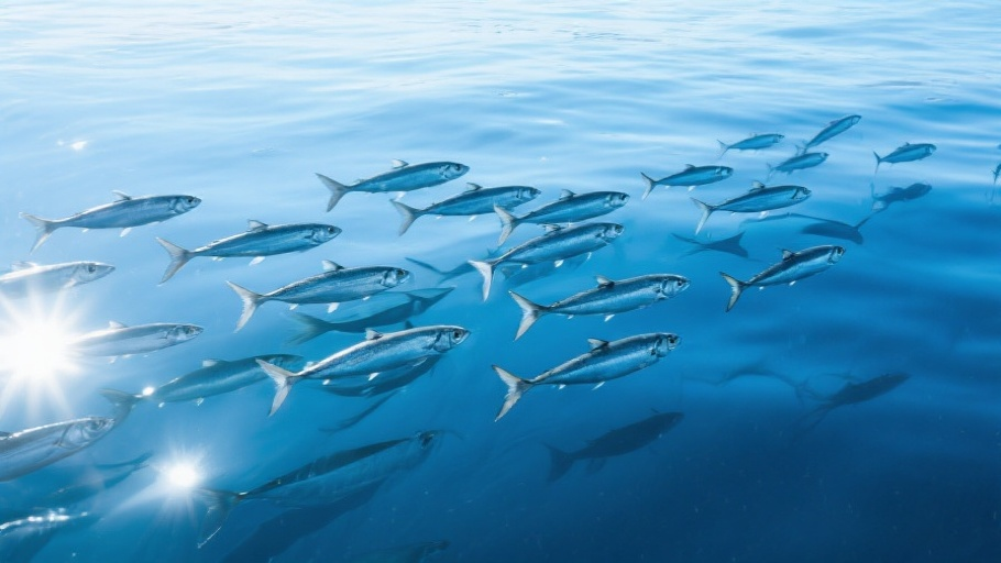 Herring (Atlantic) in natural habitat