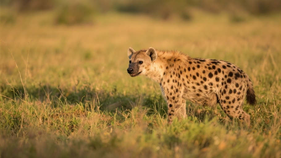 Hyena (Spotted) in natural habitat