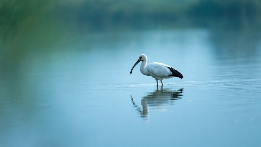 Ibis (Sacred) in natural habitat