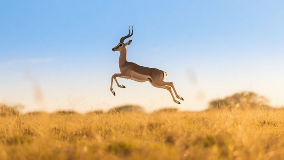 Impala (Common) in natural habitat