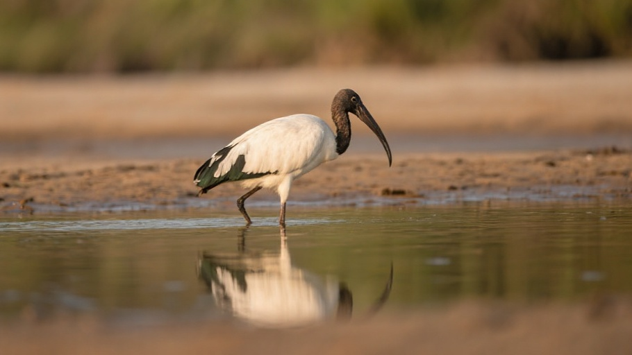 Jabiru in natural habitat