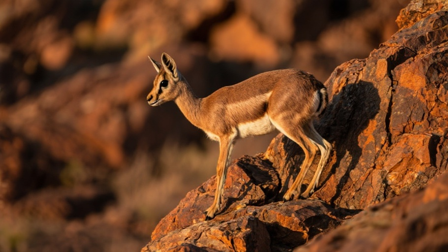 Klipspringer in natural habitat