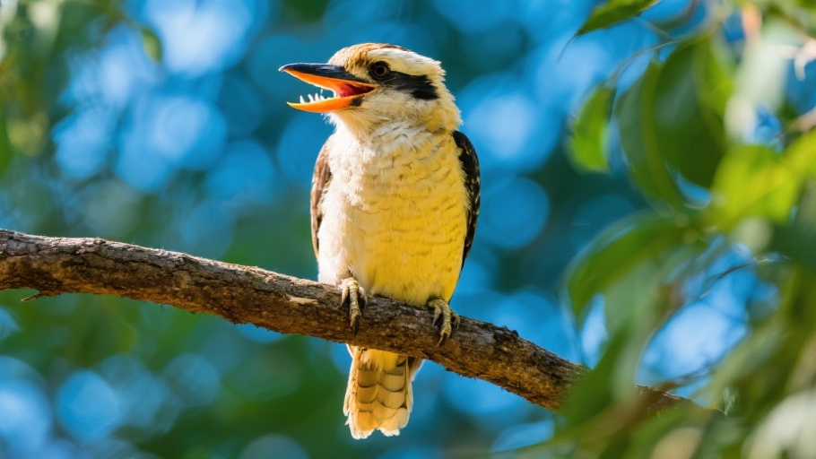 Kookaburra (Laughing) in natural habitat