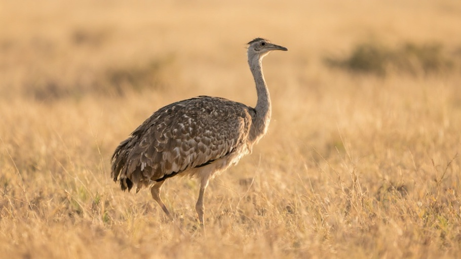 Kori Bustard in natural habitat