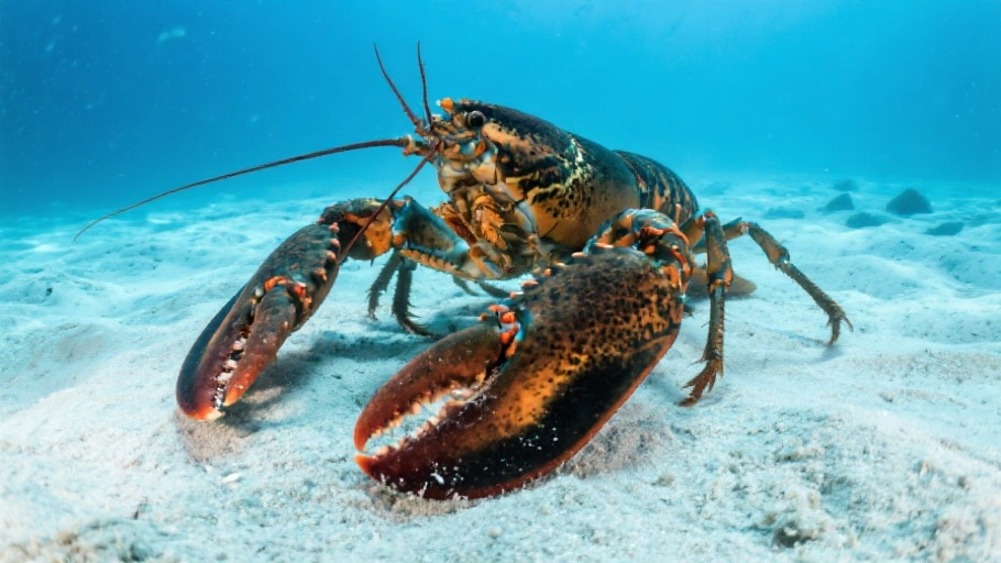 Lobster (American) in natural habitat