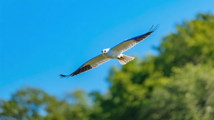 Mississippi Kite in natural habitat