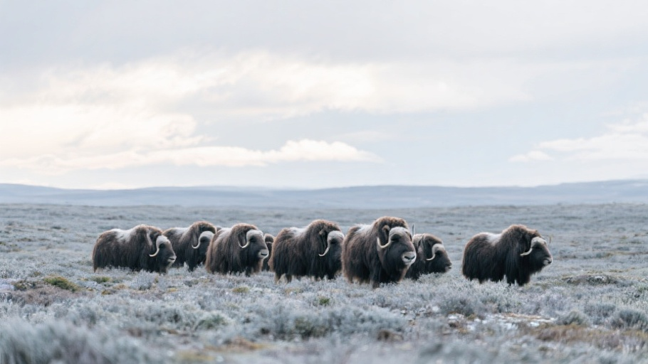 Muskox in natural habitat