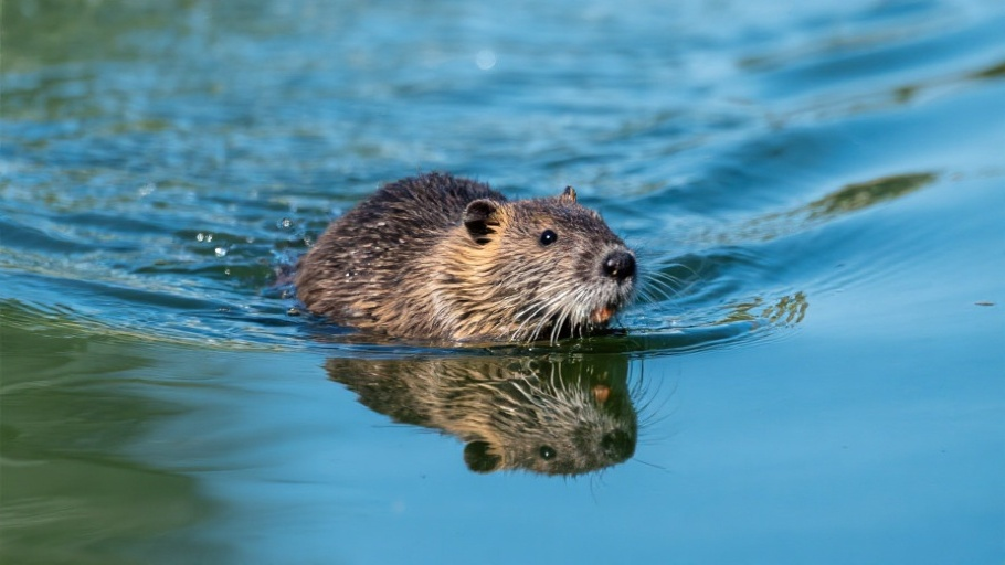 Muskrat in natural habitat