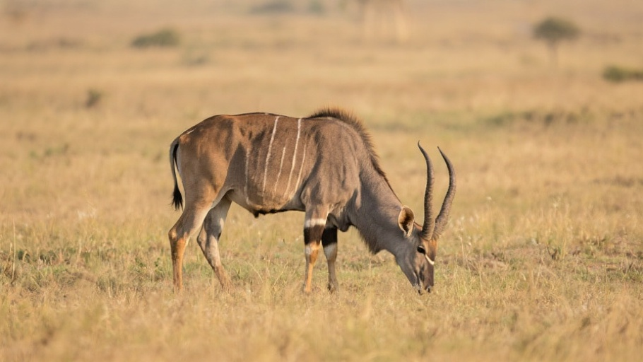 Nilgai in natural habitat