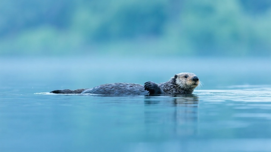Otter (Sea) in natural habitat