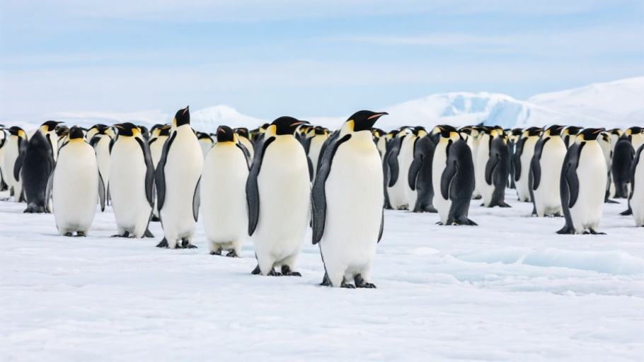 Penguin (Emperor) in natural habitat