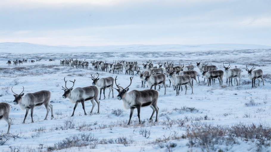 Reindeer in natural habitat