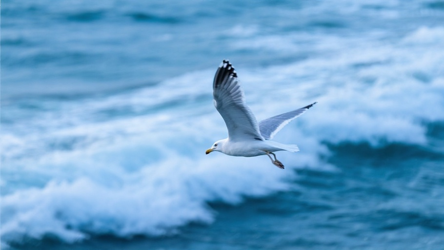 Seagull (Herring Gull) in natural habitat