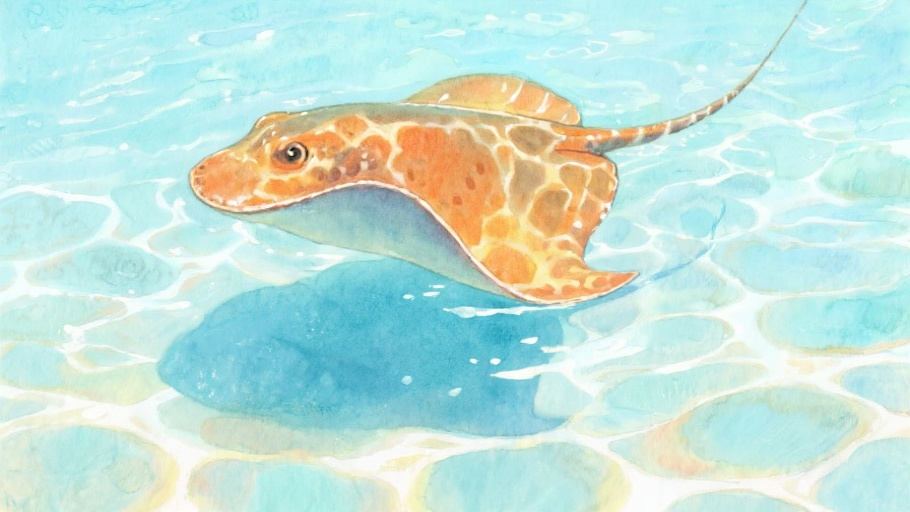 Southern Stingray in natural habitat