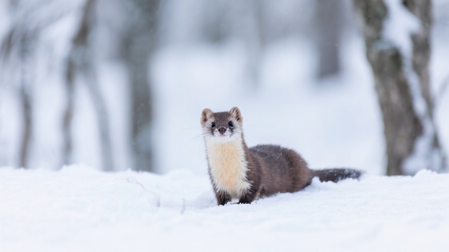 Stoat in natural habitat