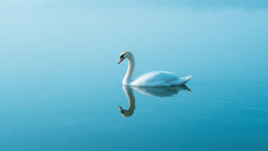 Swan (Mute) in natural habitat