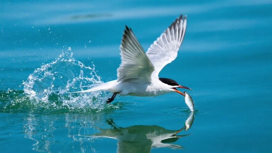 Tern (Common) in natural habitat