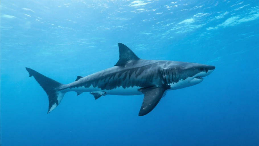 Tiger Shark in natural habitat