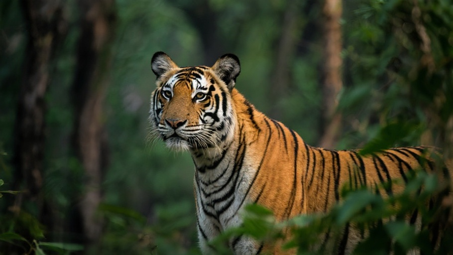 Tiger (Bengal) in natural habitat