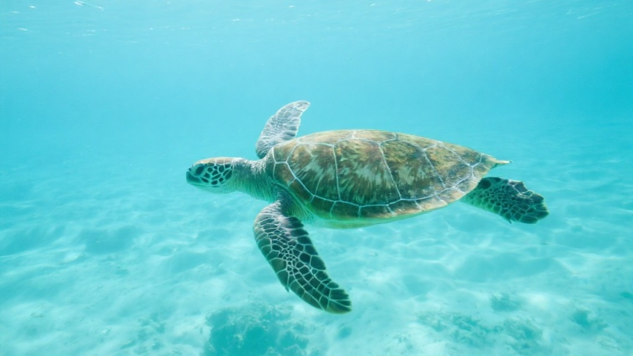 Turtle (Green Sea) in natural habitat