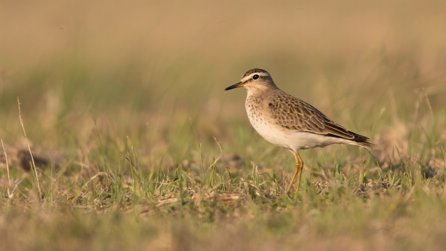 Upland Sandpiper in natural habitat