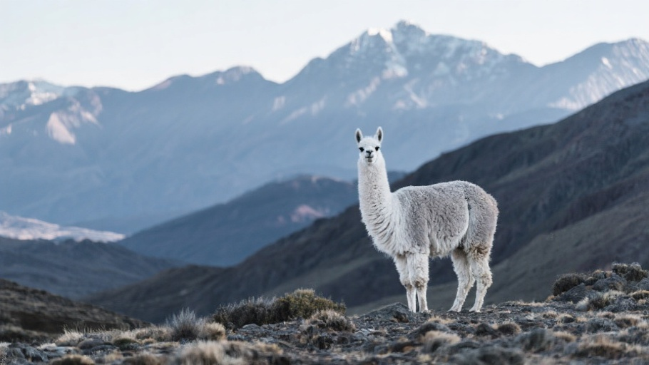 Vicuña in natural habitat