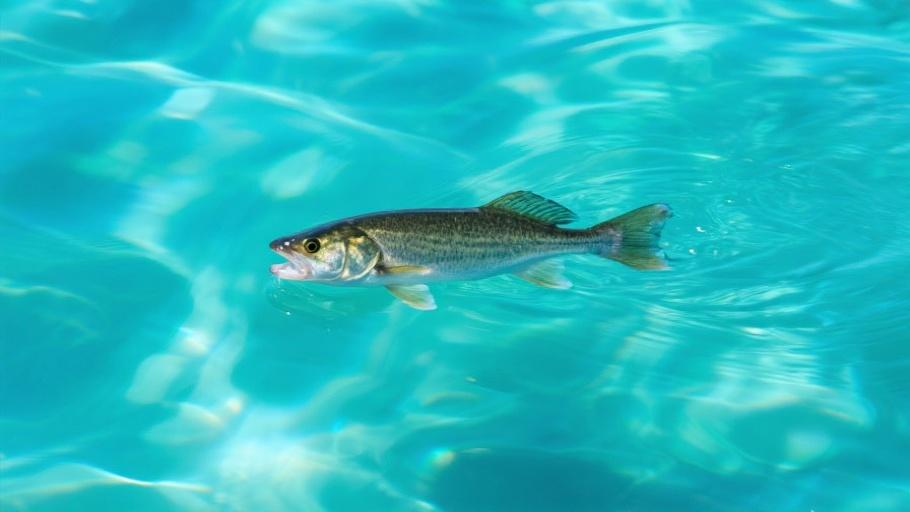 Walleye in natural habitat