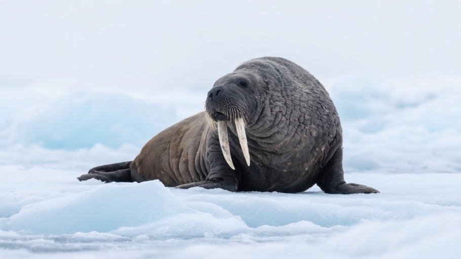 Walrus in natural habitat