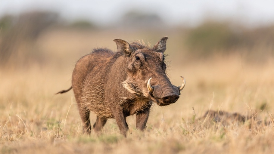 Warthog (Common) in natural habitat
