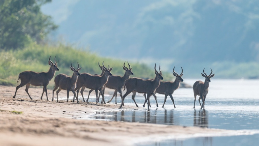 Waterbuck (Common) in natural habitat
