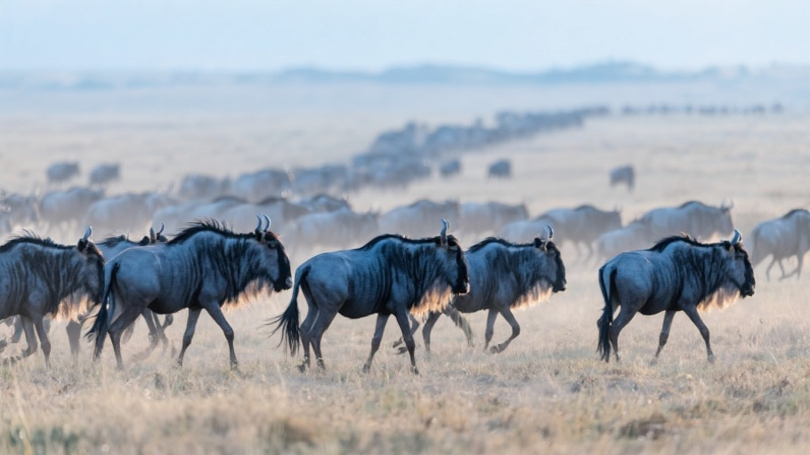 Wildebeest (Blue) in natural habitat