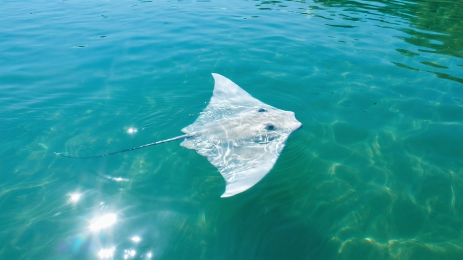 Xingu River Ray in natural habitat