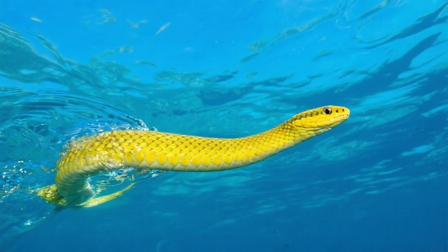 Yellow-bellied Sea Snake in natural habitat